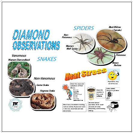 Diamond Obser1